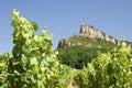 Vineyard, Roche de Solutre. France. Royalty Free Stock Photo