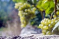 Vineyard rock tabletop design. Wine background. Autumn design with vineyard
