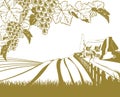 Vineyard rolling hills scene Royalty Free Stock Photo