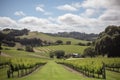 vineyard with rolling hills and scenic views, perfect for a vineyard wedding