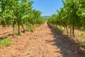 Vineyard row on a grape farm that produces wine in Stellenbosch. Wine making industry crops on a sunny day. Grapevines Royalty Free Stock Photo