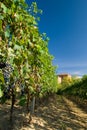 Vineyard rows Royalty Free Stock Photo