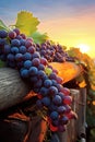 Vineyard Rows in Autumn. vibrant sunset. grapes Royalty Free Stock Photo