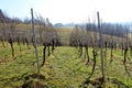 Vineyard rows on cold sunny winter day
