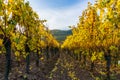 Vineyard rows in fall or autumn along the Route des vins wine road , Alsace, Bas-Rhin, France Royalty Free Stock Photo