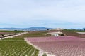 rows of vineyard plants with a farm in the background and mountains in the distance Royalty Free Stock Photo