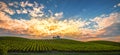 Vineyard with rows of grape vine in sunrise, sunset with old building, villa on top of the vine yard, traditional