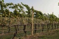 Vineyard with rows of grape vines and mountain in the background Royalty Free Stock Photo