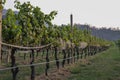 Vineyard with rows of grape vines and mountain in the background Royalty Free Stock Photo