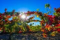 Fall Vineyards in Temecula CA Royalty Free Stock Photo