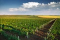 Vineyard with rows of grapes growing under a blue sky Royalty Free Stock Photo