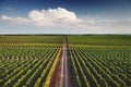 Vineyard with rows of grapes growing under a blue sky Royalty Free Stock Photo