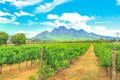 Vineyards in South Africa Royalty Free Stock Photo