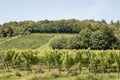 Vineyard with rows of grapevines in early Summer Royalty Free Stock Photo