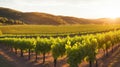 A vineyard with rows of grapevines glowing in the evening light