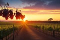 A vineyard with rows of grapevines in silhouette against a picturesque sunset. Royalty Free Stock Photo