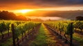 A vineyard with rows of grapevines at sunrise Royalty Free Stock Photo