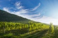 Vineyard rows with hill in the background Royalty Free Stock Photo