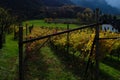Vineyard rows with house in autumn Trentino fall season no people Royalty Free Stock Photo