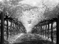 Between the vineyard rows, infrared Royalty Free Stock Photo