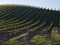 Vineyard rows Royalty Free Stock Photo