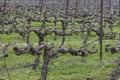 Vineyard with rows of old vines with green grass between them close-up Royalty Free Stock Photo