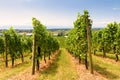 Vineyard rows overlooking grape field, wine farm in valley in summer Royalty Free Stock Photo