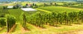 Vineyard rows overlooking grape fields, panorama of wine farm. Landscape of green vine plantations, vineyards in valley in summer Royalty Free Stock Photo