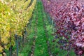 Vineyard rows with red and yellow leaves