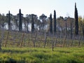 A vineyard with rows of ripening grape bushes. Tall trees in the background Royalty Free Stock Photo