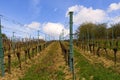 Vineyard rows in spring with blue sky. Spring wineyard landscape in southern moravia wine region. Royalty Free Stock Photo