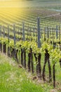 Vineyard rows in a springtime in Hungary Royalty Free Stock Photo