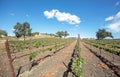 Vineyard under blue cloudy skies in wine country Royalty Free Stock Photo