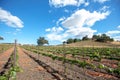 Winery vineyard rows under blue cloudy cumulus skies in Paso Robles California US