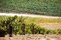 Vineyard with rows of vines in the foothills Royalty Free Stock Photo