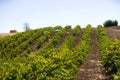 Vineyard with rows of vines in the foothills Royalty Free Stock Photo