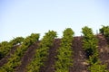 Vineyard with rows of vines in the foothills Royalty Free Stock Photo