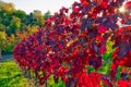 Vineyard Rows Wine Outdoors Daytime Changing Seasons Fall Autumn