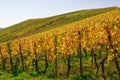 Vineyard Rows Wine Outdoors Daytime Changing Seasons Fall Autumn