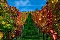 Vineyard Rows Wine Outdoors Daytime Changing Seasons Fall Autumn