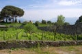 Vineyard between ruins-II- Pompeii -Italy