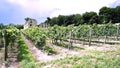 Vineyard in Ruins under Blue Sky