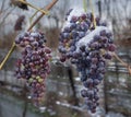 Vineyard rural area in winter Royalty Free Stock Photo