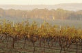 Vineyard in rural landscape Victoria Australia