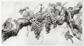 Vineyard\'s Bounty: Intricate Pencil Drawing of Gnarled Vine Laden with Grapes