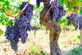 Vineyard of Saint Emilion bunch of grapes and rows of vines Royalty Free Stock Photo