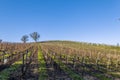 Vineyard Saint Genes de Lombaud Bordeaux France