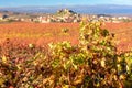 Vineyard, San Vicente de la Sonsierra as background, La Rioja, Spain Royalty Free Stock Photo