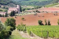 Vineyard in Sant Antimo, Tuscany, Italy
