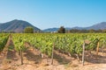 Vineyard in Santa Cruz Chile Royalty Free Stock Photo